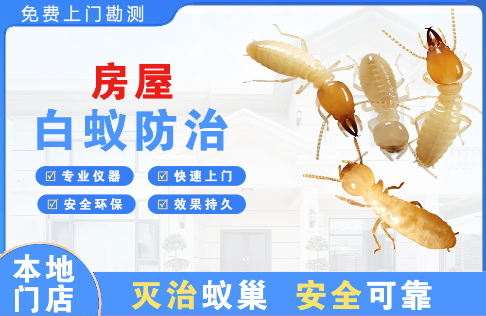 桐乡房屋白蚁防治